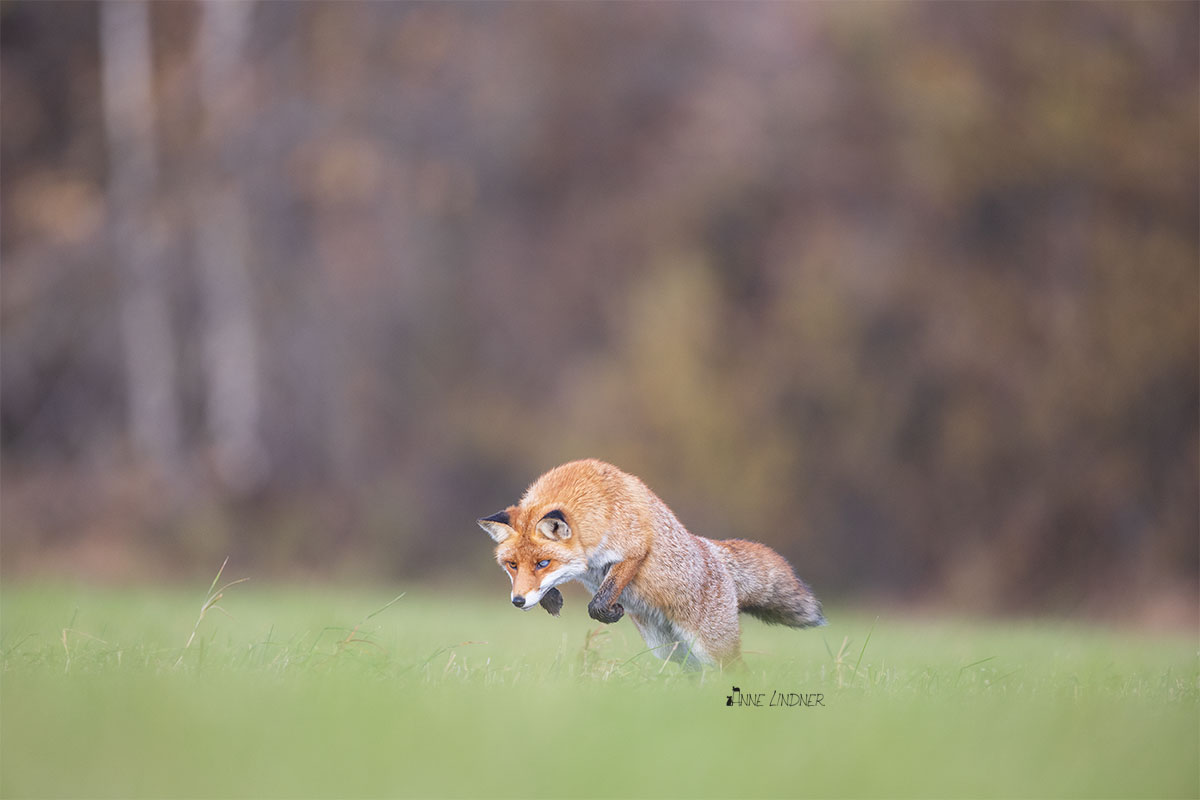 Der Fuchs - Anne Lindner Naturfotografie