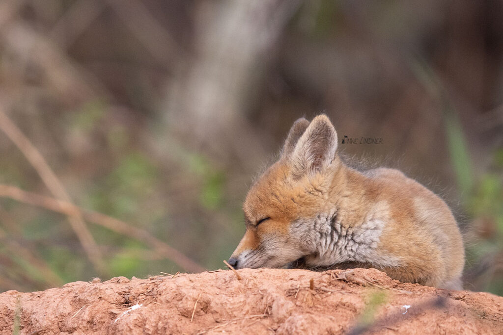 Ein kleiner Fuchs schläft vor seinem Bau.