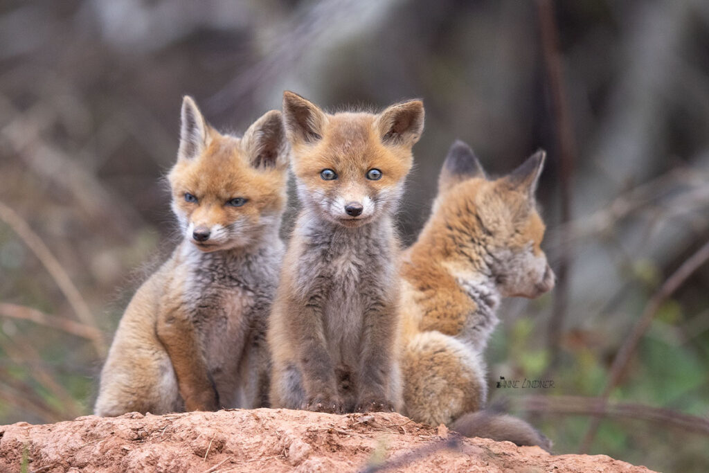 Drei neugierige Fuchs-Welpen beobachten die Umgebung.