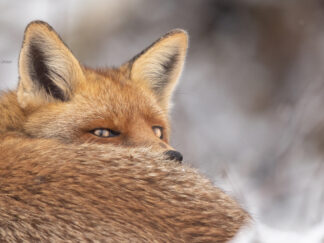 Motiv: Fuchs im Schnee