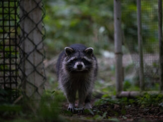 Motiv: Waschbär in verlassenem Garten
