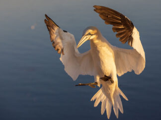 Motiv: Basstölpel im Landeanflug