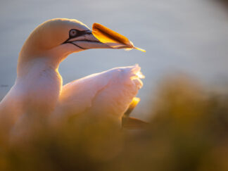 Motiv: Basstölpel mit Brautgeschenk