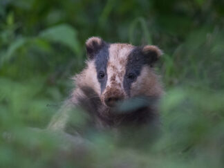 Motiv: Dachs bei der Arbeit