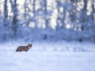 Motiv: Winterlandschaft mit Fuchs