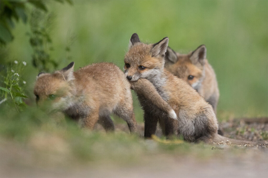 Fuchswelpe fängt dern Schwanz seines Geschwisterchens.