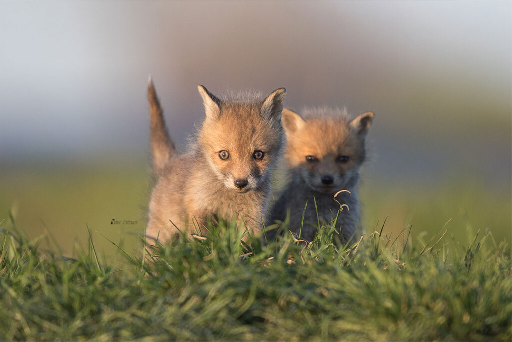 Zwei neugierige Welpen der Fuchsfamilie.