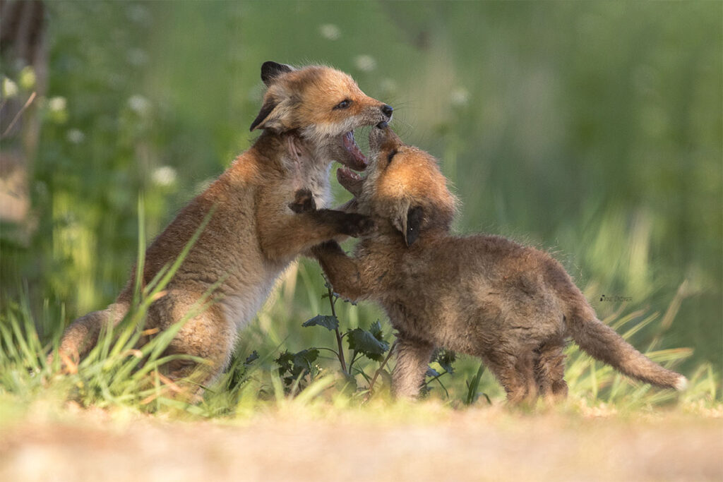 Zwei Welpen der Fuchsfamilie messen ihre Kräfte.