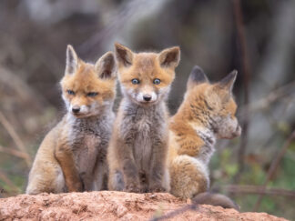 Motiv: Drei aufmerksame Fuchswelpen