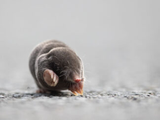 Motiv: Maulwurf auf Straße