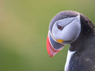 Puffin