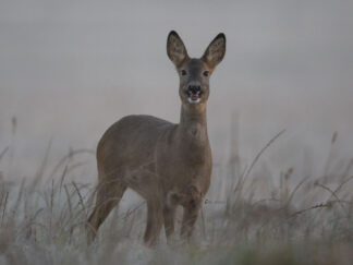 Motiv: Lächelndes Reh in nebliger Landschaft