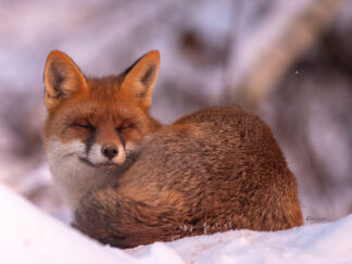 Motiv: Verträumter Fuchs