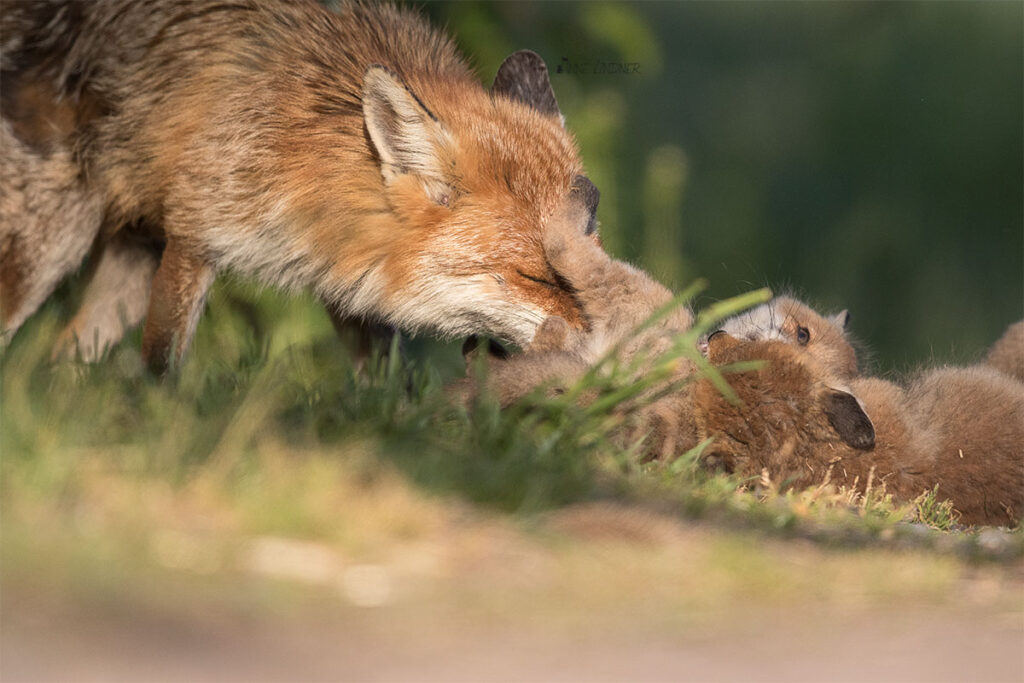 Eine sehr fürsorgliche Fähe mit ihrer kleinen Fuchsfamilie.