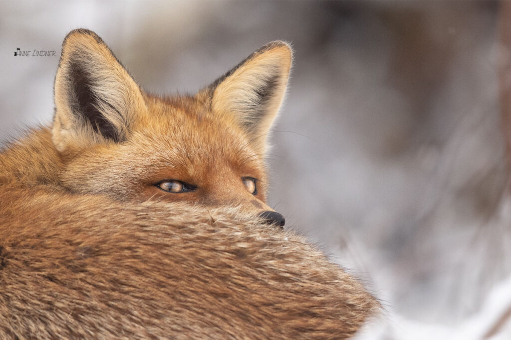 Ein Portrait eines Fuchses.
