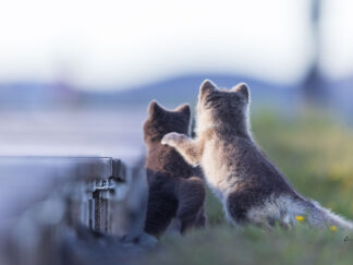 Motiv: Ungleich eins