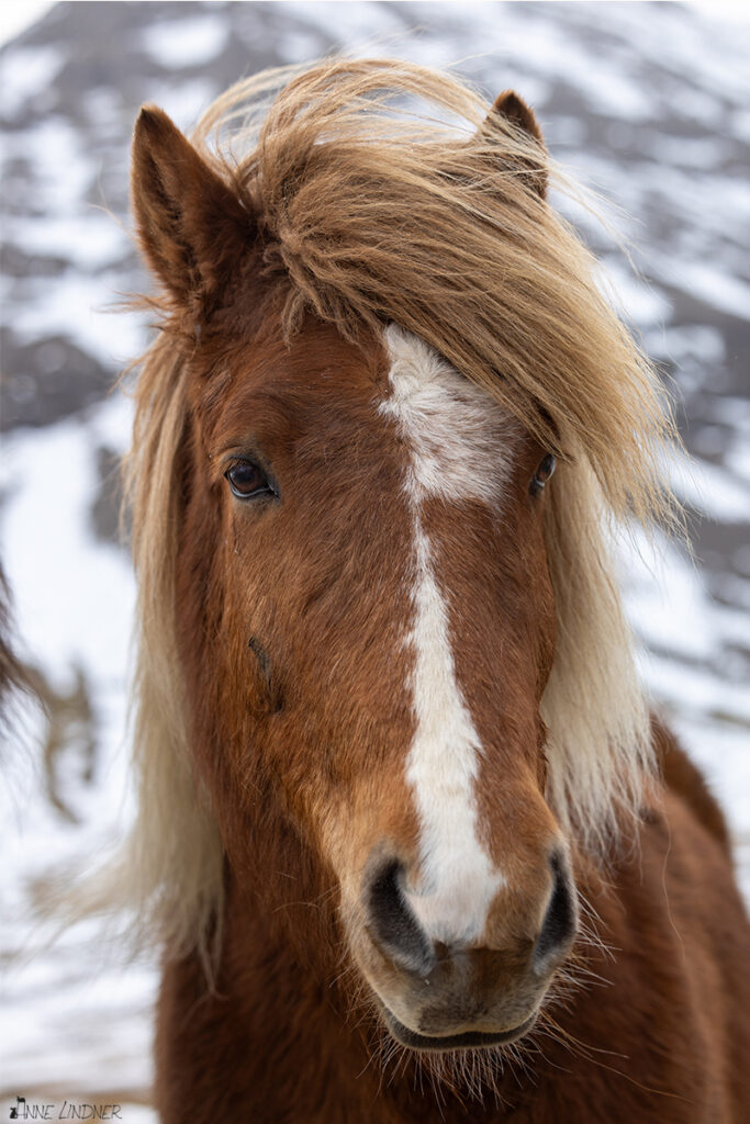 Portraitaufnahme eines braunen Islandpferdes mit der Canon R5.