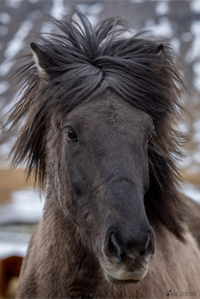 Portraitaufnahme eines schwarzen Islandpferdes mit der Canon R5.