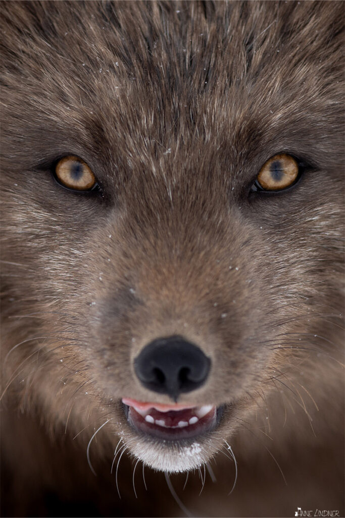 Close-Up eines Polarfuchses. Ein Foto von Anne Linder mit der Canon R5 und dem Canon EF 400 IS II F2.8