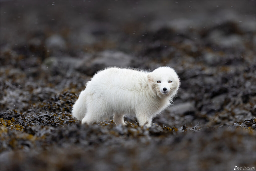 Weißer Polarfuchs am Strand.
