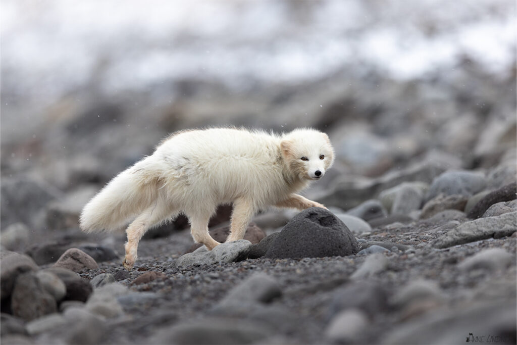 Ein Polarfuchs im weißen Winterfell.