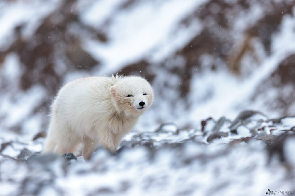 Weißer Polarfuchs im Schneesturm.
