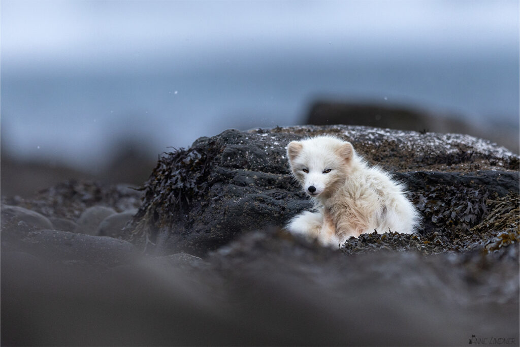 Von schlafen aufgeweckter, weißer Polarfuchs am Strand. Dieser liegt im Seetang.