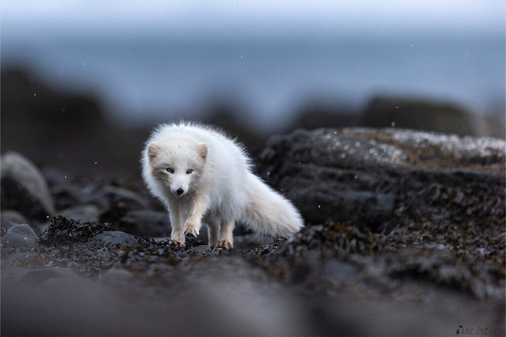 Weißer Polarfuchs am Strand im Winter.