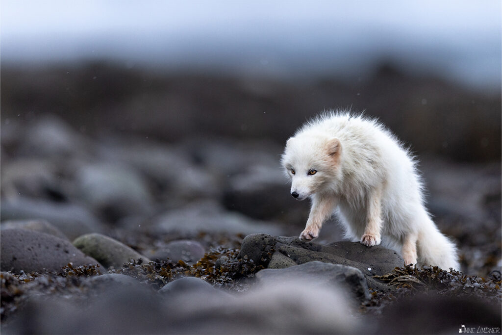 Ein weißer Polarfuchs an der Küste im Seetang auf der Suche nach Nahrung.