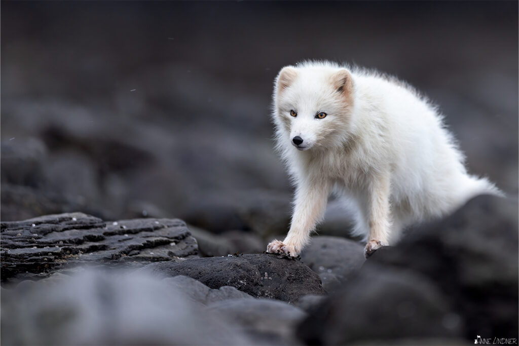 Weißer Polarfuchs im Portrait.