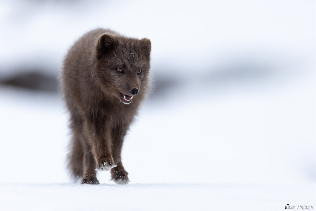 Ein Polarfuchs rennt auf Anne Lindner zu.