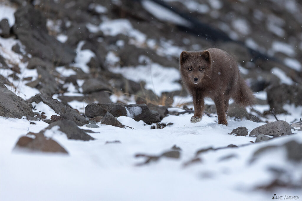 Meine Reise zu dem Polarfuchs nach Island. Polarfuchs an der Küste auf der Suche nach Nahrung.