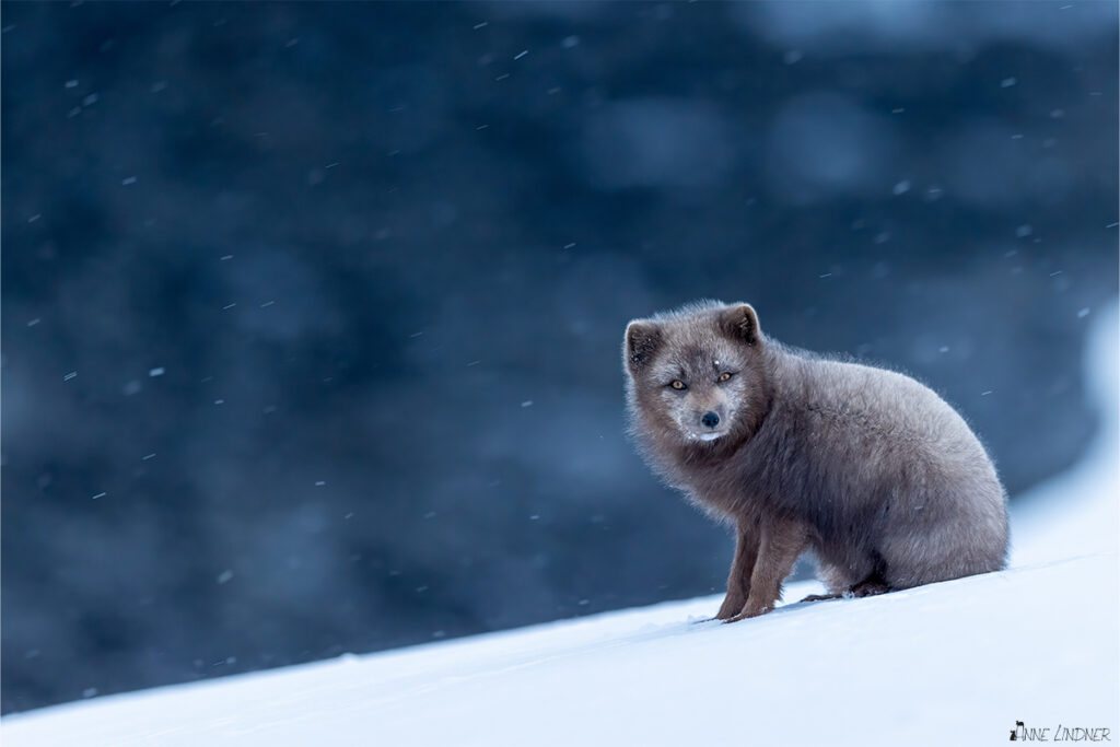 In der blauen Stunde konnte ich diesem Polarfuchs begegnen. Ein Foto von Anne Linder mit der Canon R5 und dem Canon EF 400 IS II F2.8 