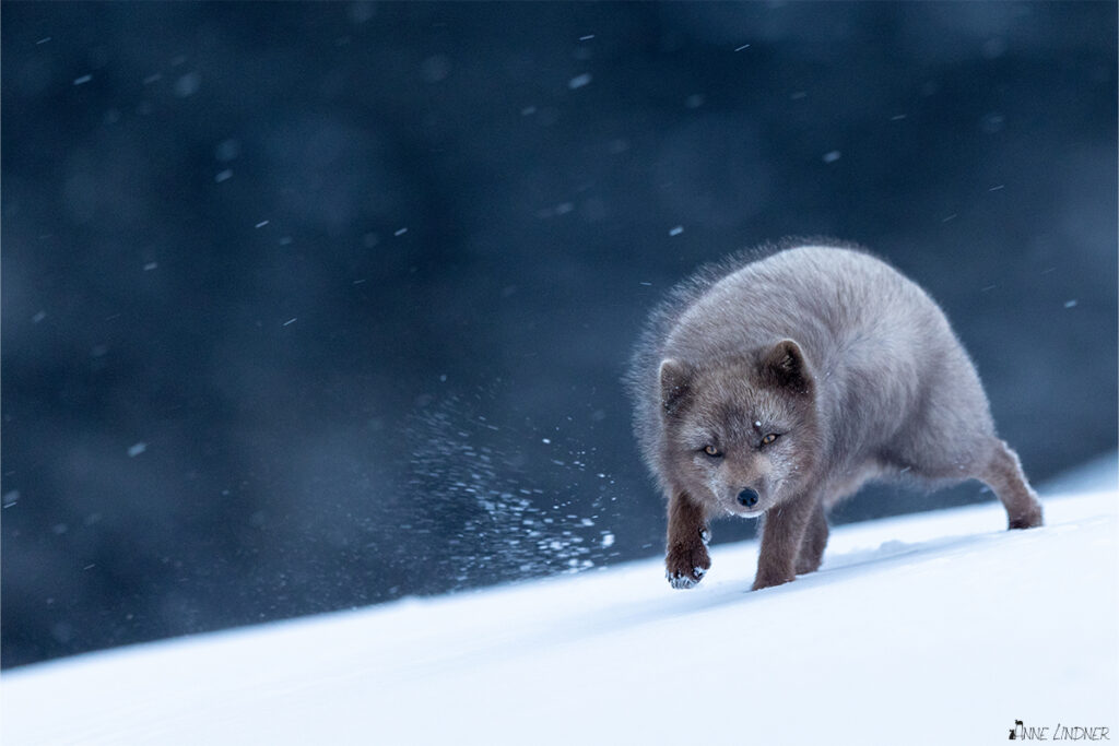 Polarfuchs nach Sonnenuntergang zur blauen Stunde. Ein Foto von Anne Linder mit der Canon R5 und dem Canon EF 400 IS II F 2.8