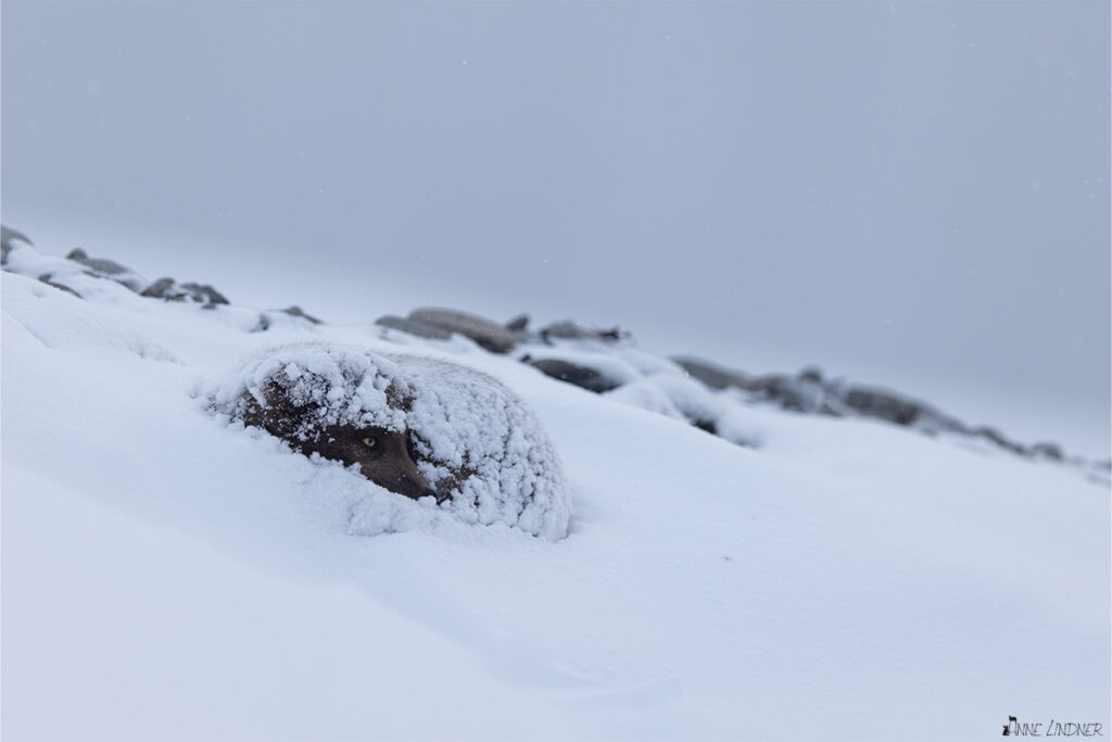 Gut getarnt liegt dieser Polarfuchs im Schnee. Eingeschneit und trotzdem nicht am Frieren. Foto von Anne Lindner