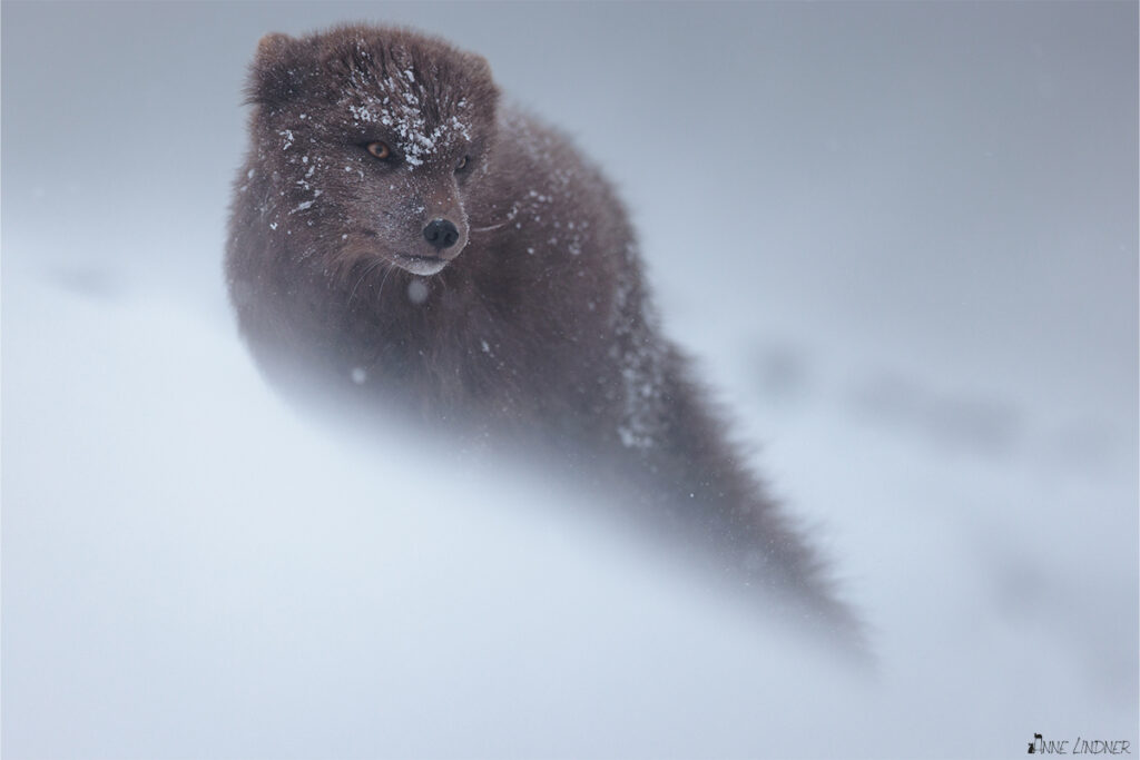 Ein Polarfuchs im Nebel und Schneesturm. Ein Foto von Anne Linder mit der Canon R5 und dem Canon EF 400 IS II F2.8