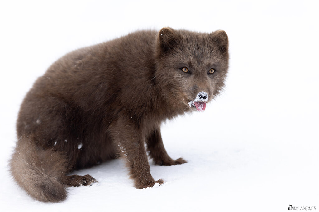 Schwarzer Polarfuchs kostet den Schnee. Ein Foto von Anne Linder mit der Canon R5 und dem Canon EF 400 IS II F2.8