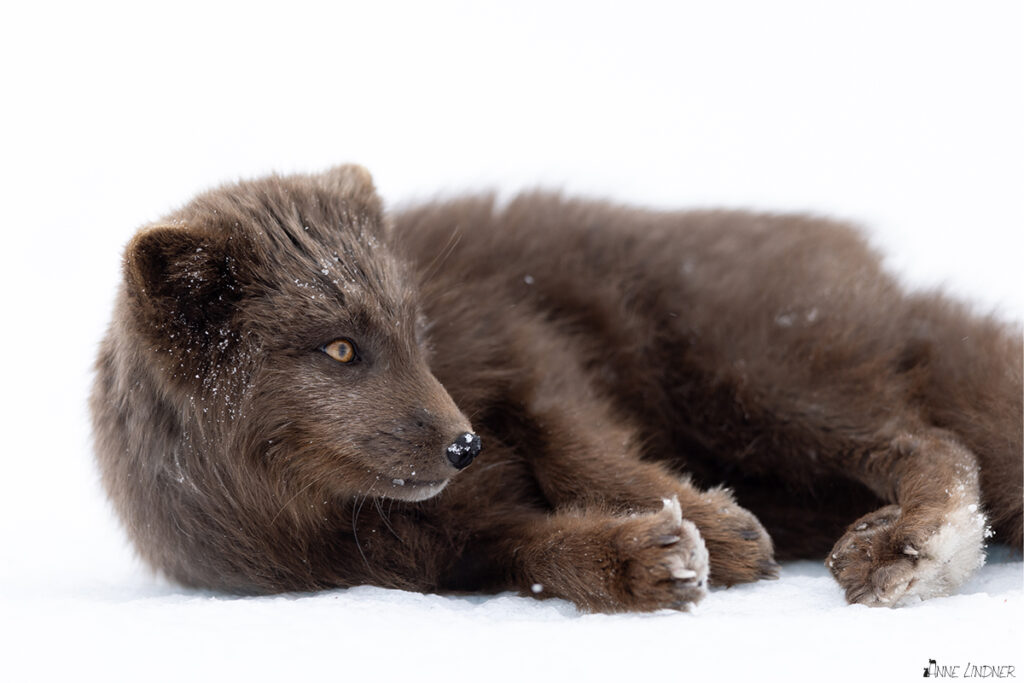 Ein schwarzer Polarfuchs liegt im Schnee. Ein Foto von Anne Linder mit der Canon R5 und dem Canon EF 400 IS II F2.8