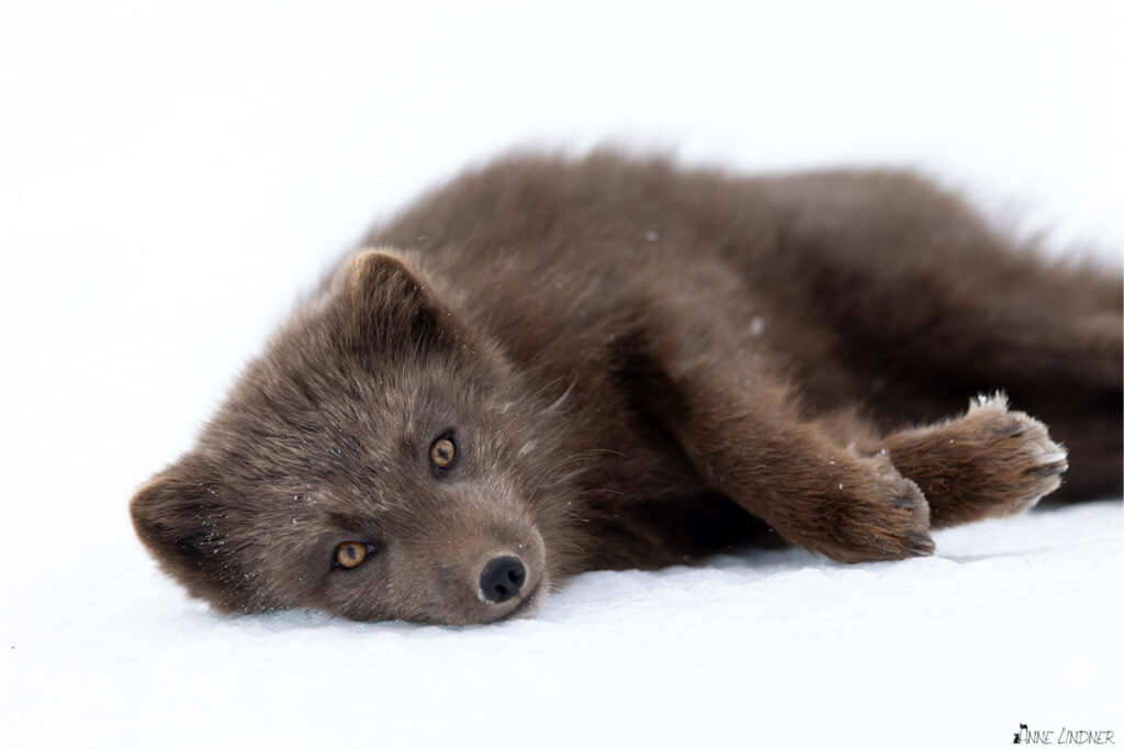 Auge in Auge mit einem schwarzen Polarfuchs im Schnee.