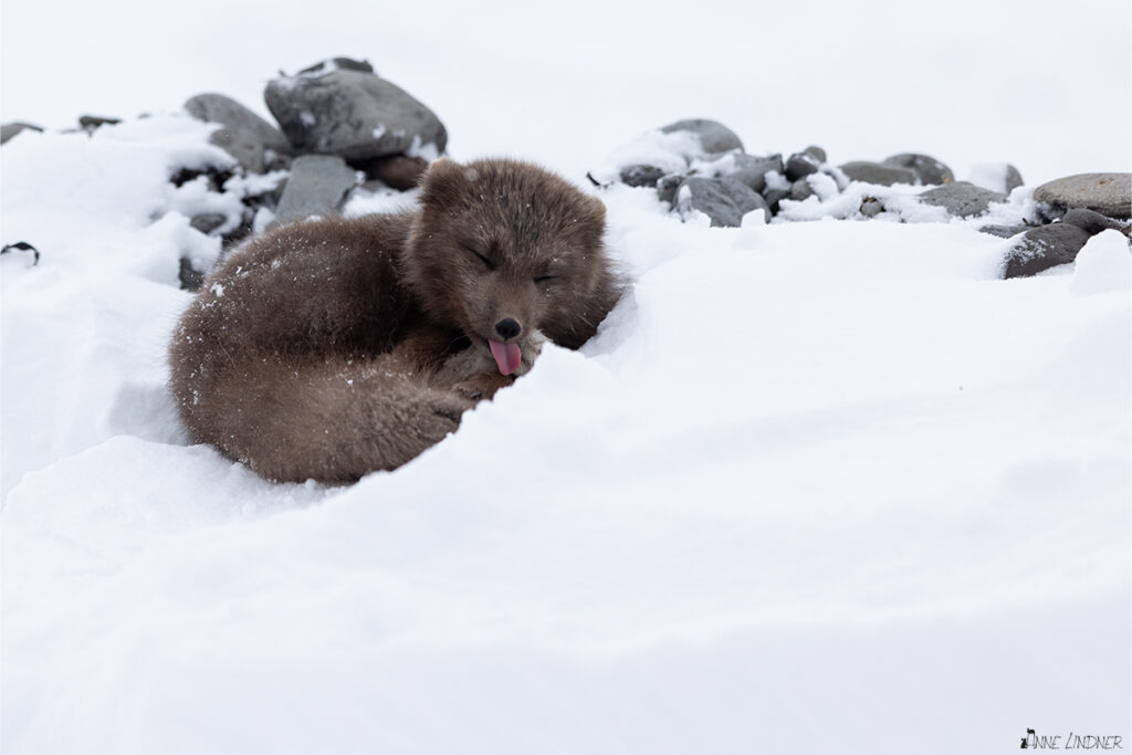 Ein schwarzer Polarfuchs bei der Fellpflege. Foto von Anne Linder mit der Canon R5 und dem Canon EF 400 IS II F2.8