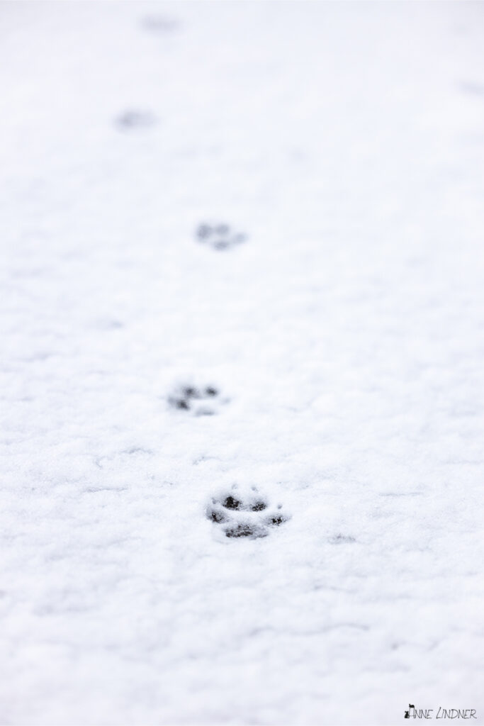 Pfotenabdrücke eines Polarfuchses im Schnee. Von Anne Lindner Naturfotografie