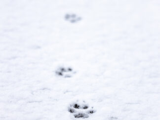Wildtierwissen & Spuren lesen