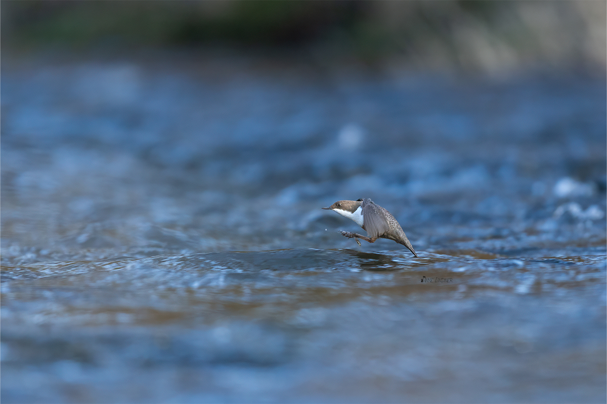 Eine Wasseramsel während der Jagd