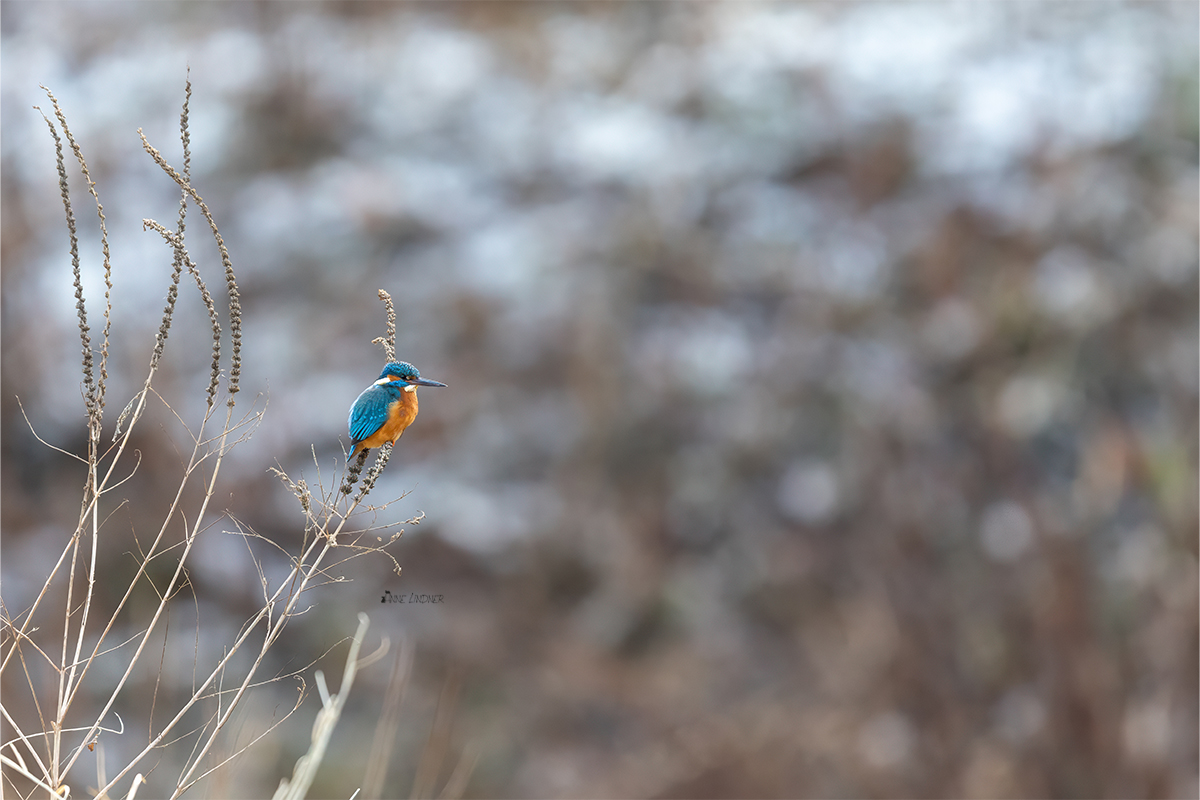 Eisvogel mit leichtem Schnee im Hintergrund.