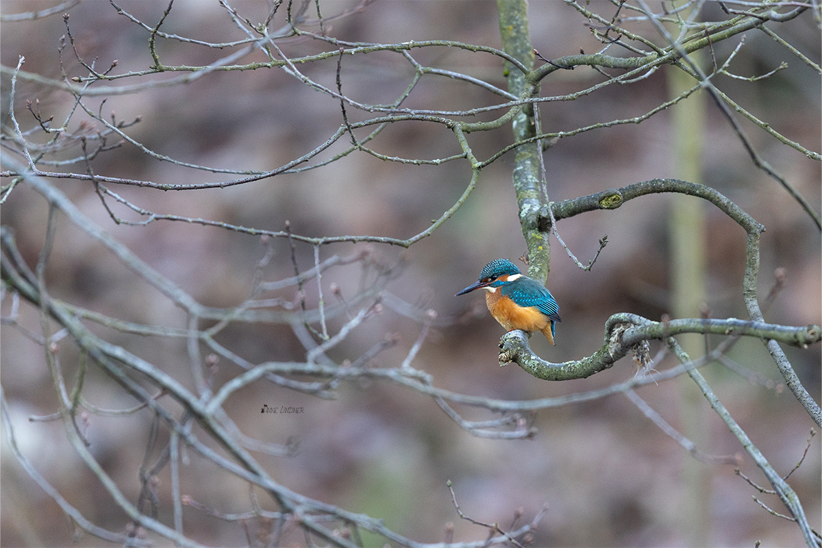 Eisvogel im Revier des Wasseramsel