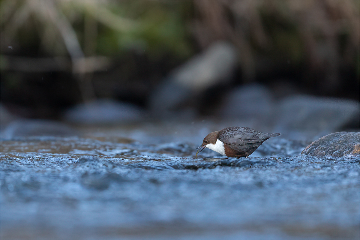 Die Wasseramsel fängt einen Wurm im Wasser.