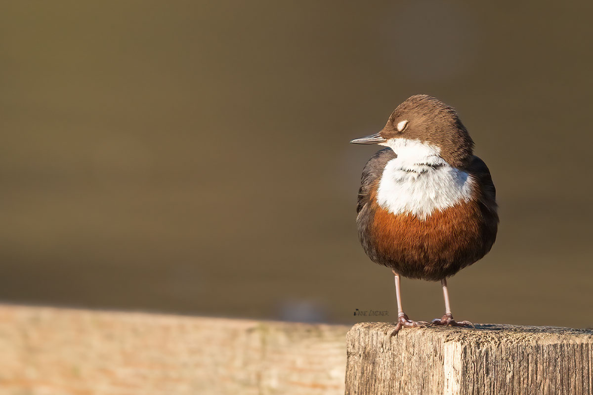 Wasseramsel während der goldenen Stunde.