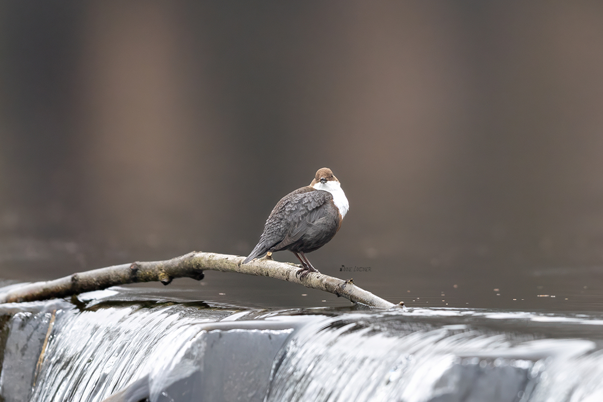 Wasseramsel sitzt auf Ast