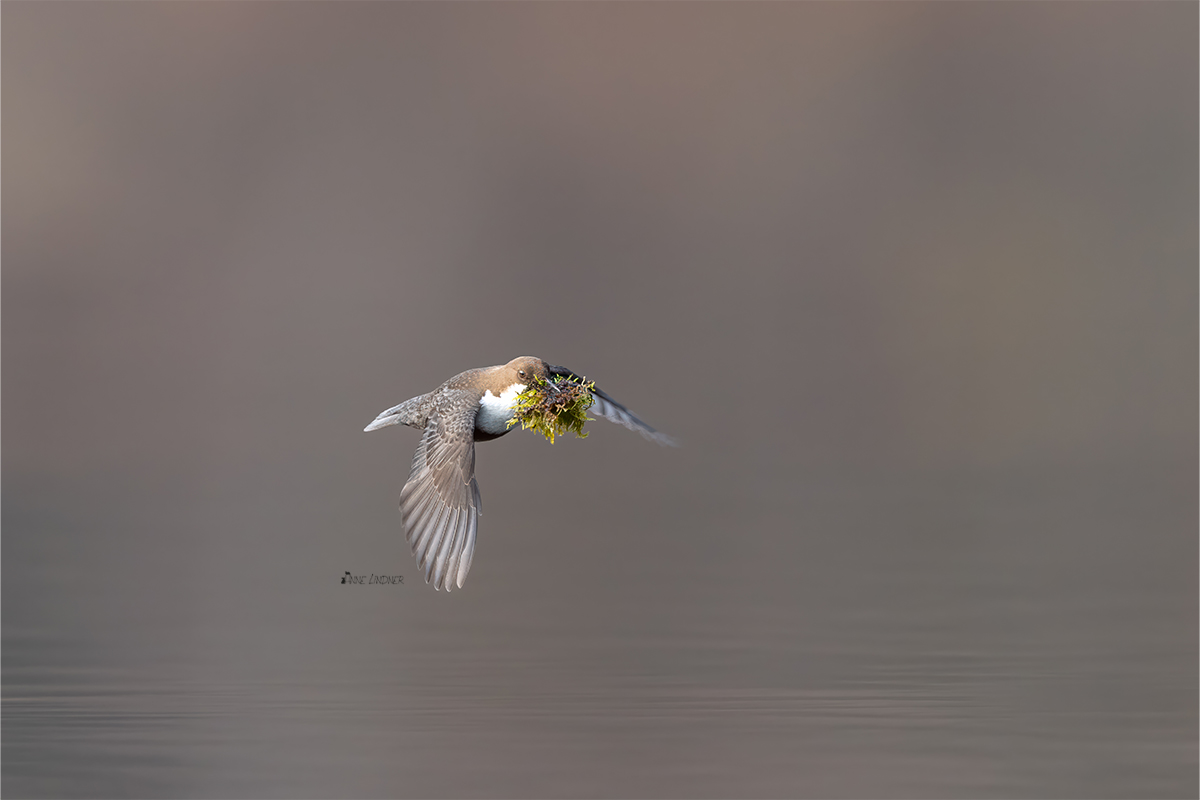 WAsseramsel im Flug mit Nistmaterial