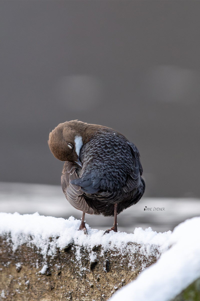 Wasseramsel fettet ihr Gefieder